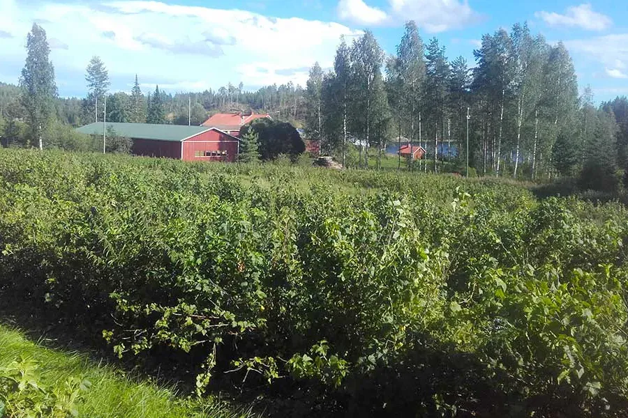 Karviaismarjapelto
